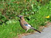 Eichelhäher (Garrulus glandarius)-L. Klasing