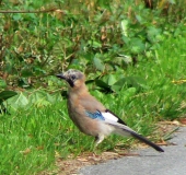 Eichelhäher (Garrulus glandarius)-L. Klasing