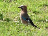 Eichelhäher (Garrulus glandarius)-L. Klasing