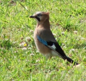 Eichelhäher (Garrulus glandarius)-L. Klasing