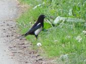 Elster (Pica pica)-L. Klasing
