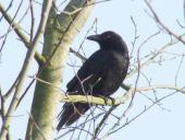 Rabenkrähe (Corvus corone corone)-L. Klasing