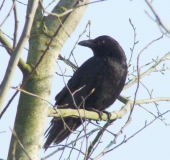 Rabenkrähe (Corvus corone corone)-L. Klasing