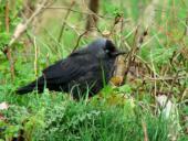 Dohle (Corvus monedula)-L. Klasing