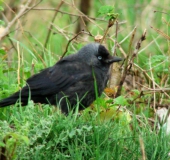 Dohle (Corvus monedula)-L. Klasing