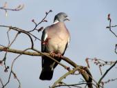Ringeltaube (Columba palumbus)-L. Klasing