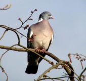 Ringeltaube (Columba palumbus)-L. Klasing