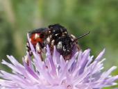 Schmuckbiene (Epeoloides coecutiens)-L. Klasing