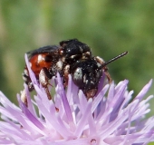 Schmuckbiene (Epeoloides coecutiens)-L. Klasing