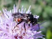 Schmuckbiene (Epeoloides coecutiens)-L. Klasing