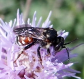 Schmuckbiene (Epeoloides coecutiens)-L. Klasing