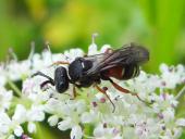 Grabwespe (Nysson maculosus)-L. Klasing