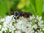 Grabwespe (Nysson maculosus)-L. Klasing