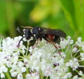 Grabwespe (Nysson maculosus)-L. Klasing