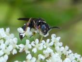 Grabwespe M. (Nysson niger)-L. Klasing