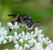 Grabwespe M. (Nysson niger)-L. Klasing