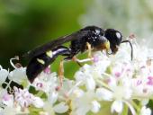 Grabwespe M. (Crabro scutellatus)-L. Klasing