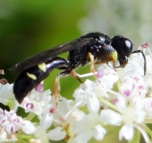 Grabwespe M. (Crabro scutellatus)-L. Klasing