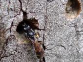 Schildbeinige Silbermundwespe (Crabro peltarius)-L. Klasing