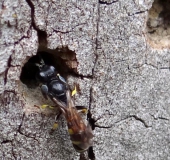 Schildbeinige Silbermundwespe (Crabro peltarius)-L. Klasing