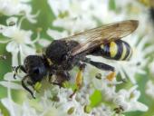 Schildbeinige Silbermundwespe M. (Crabro peltarius)-L. Klasing