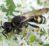 Schildbeinige Silbermundwespe M. (Crabro peltarius)-L. Klasing