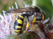 Schildbeinige Silbermundwespe W. (Crabro peltarius)-L. Klasing