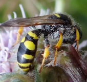 Schildbeinige Silbermundwespe W. (Crabro peltarius)-L. Klasing