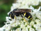 Grabwespe W. (Ectemnius rubicola)-L. Klasing