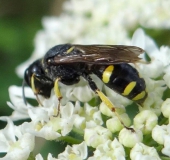 Grabwespe W. (Ectemnius rubicola)-L. Klasing