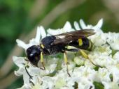 Grabwespe W. (Ectemnius rubicola)-L. Klasing