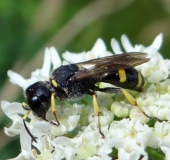 Grabwespe W. (Ectemnius rubicola)-L. Klasing