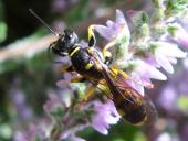 Eventuell Grabwespe (Crossocerus vagabundus)-L. Klasing