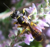 Eventuell Grabwespe (Crossocerus vagabundus)-L. Klasing