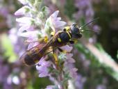Eventuell Grabwespe (Crossocerus vagabundus)-L. Klasing