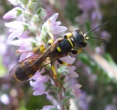 Eventuell Grabwespe (Crossocerus vagabundus)-L. Klasing