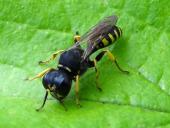 Grabwespe (Ectemnius cavifrons)-L. Klasing