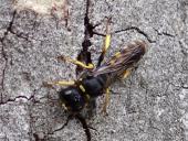 Grabwespe (Ectemnius cavifrons)