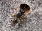 Grabwespe (Ectemnius lapidarius)-L. Klasing