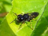 Grabwespe (Ectemnius lapidarius)-L. Klasing