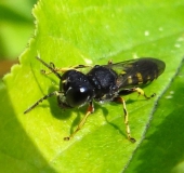 Grabwespe (Ectemnius lapidarius)-L. Klasing