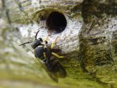 Wildbiene (Anthidium sp.)-L. Klasing