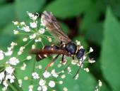 Ragwurz-Zikadenwespe (Argogorytes mystaceus)-L. Klasing