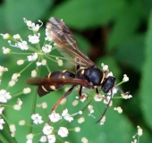 Ragwurz-Zikadenwespe (Argogorytes mystaceus)-L. Klasing