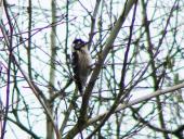 Kleinspecht (Picoides minor)-L. Klasing