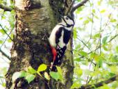 Buntspecht (Picoides major)-L. Klasing