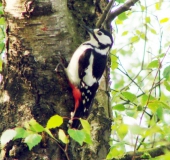 Buntspecht (Picoides major)-L. Klasing