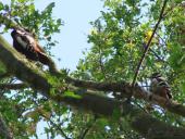 Buntspecht mit Nachwuchs (Picoides major)-L. Klasing