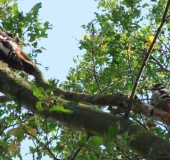 Buntspecht mit Nachwuchs (Picoides major)-L. Klasing