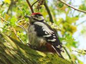 Junger Buntspecht (Picoides major)-L. Klasing